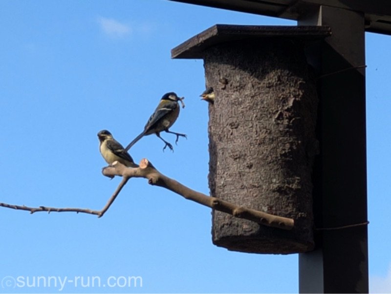 ひな鳥のために餌を口にくわえて、物干し場の巣箱へと帰ってきたシジュウカラの親鳥と、巣穴から顔を覗かせているひな鳥、止まり木に乗っているひな鳥の画像