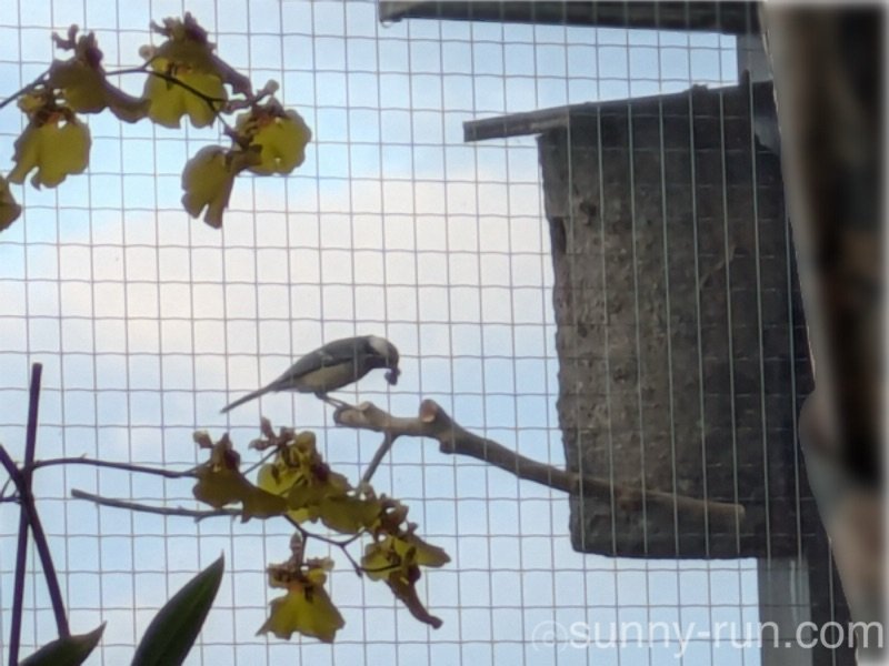 シジュウカラの親鳥を驚かせないよう、窓越しに室内からそっと見守る観察風景